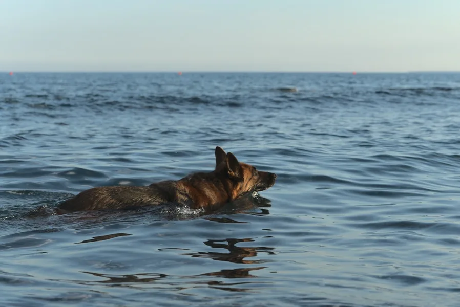 pet fee hotel Larnaca Cyprus extra charge dog