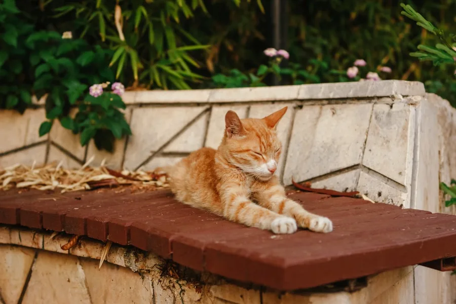 list of pet friendly accommodations Antalya Turkey affordable
