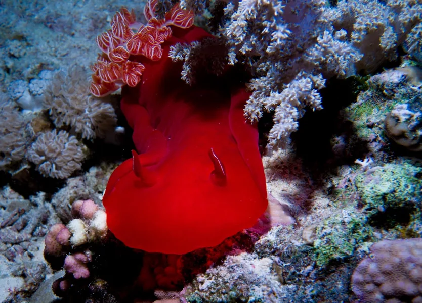 Red Sea diving Hurghada excursion Egypt