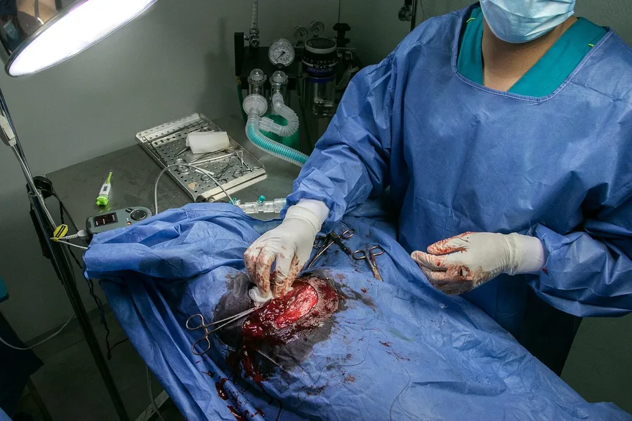 veterinary clinic Phuket Thailand dog health check Osh Kyrgyzstan