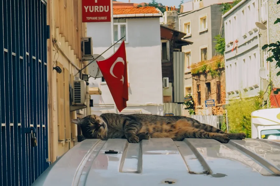 pet-friendly hotel room Istanbul Turkey