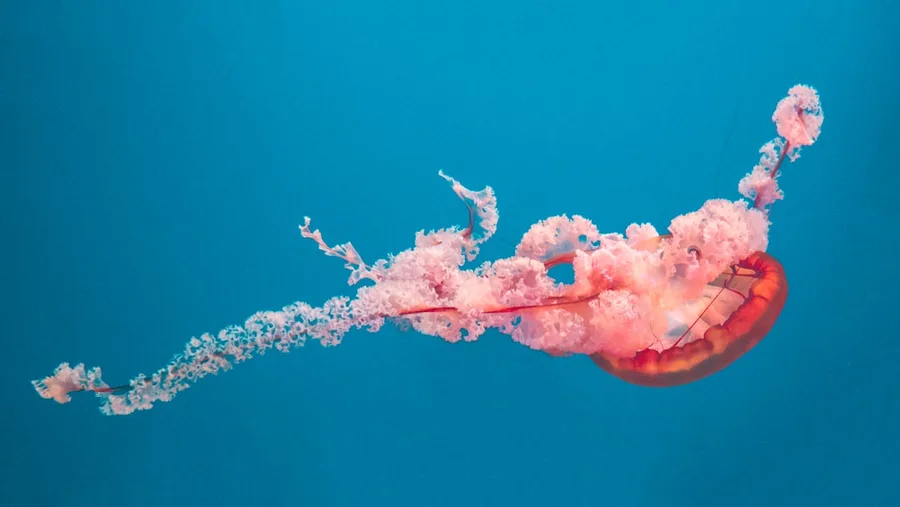 Red Sea jellyfish bloom Sharm 2026
