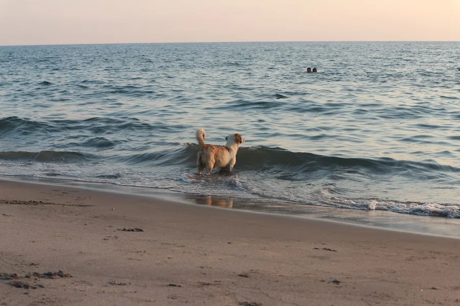 Alanya dog beach Turkey pet travel