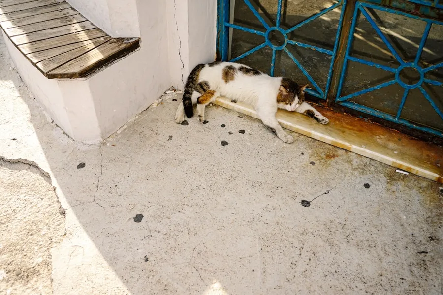 Hotel pet policies sign on wall Antalya Turkey