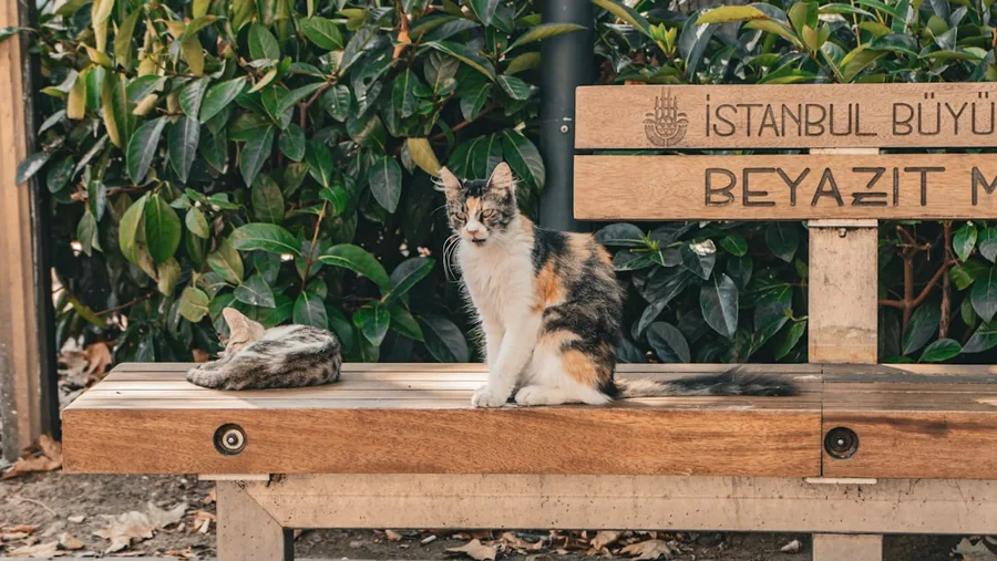 Budget pet-friendly room Istanbul Airbnb Turkey