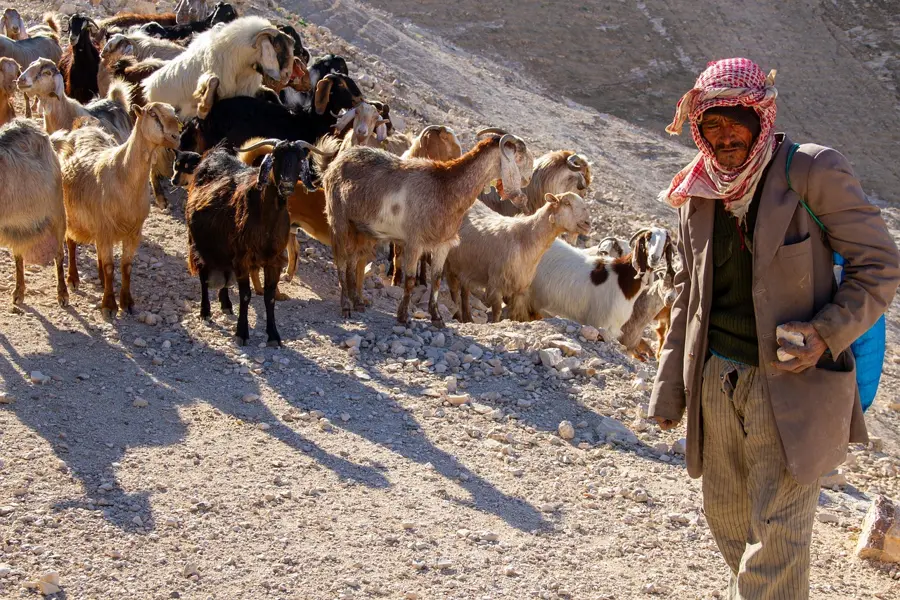 yurt camp desert Kazakhstan with shepherd and livestock