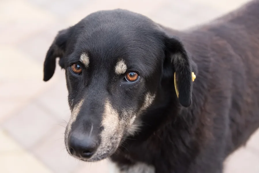 affordable veterinarian clinic Batumi Georgia dog vaccination