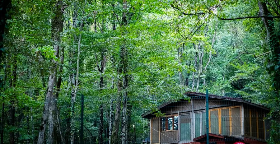 Mari El deep forest cabin digital detox solitude