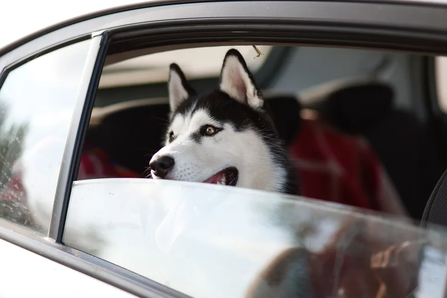 dog in car Turkey budget trip 2026 Austin Texas USA