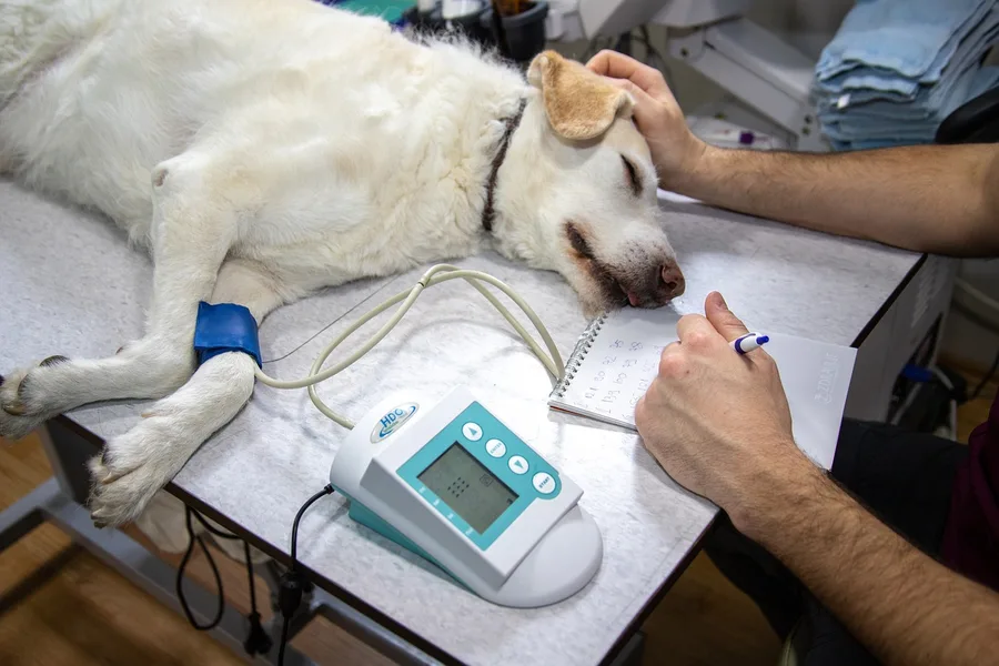 veterinary clinic interior examination room Phuket Thailand Nara Japan