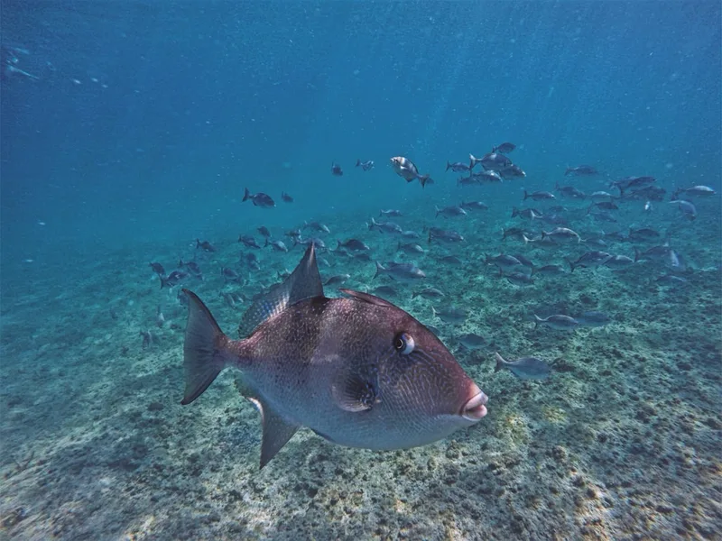 Marsa Alam snorkeling dugong 2026