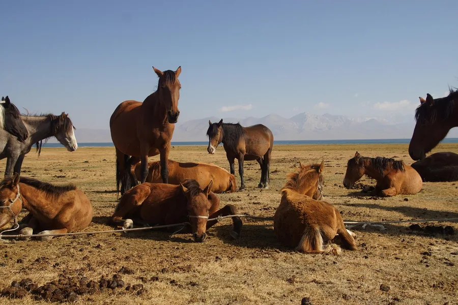 Song-Kul sunset horseback Kyrgyzstan Agra India