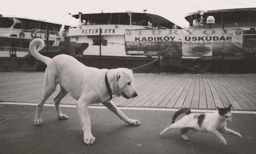veterinary clinic Istanbul Turkey