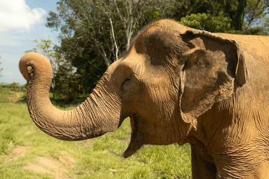 Phuket elephant sanctuary with small child Thailand