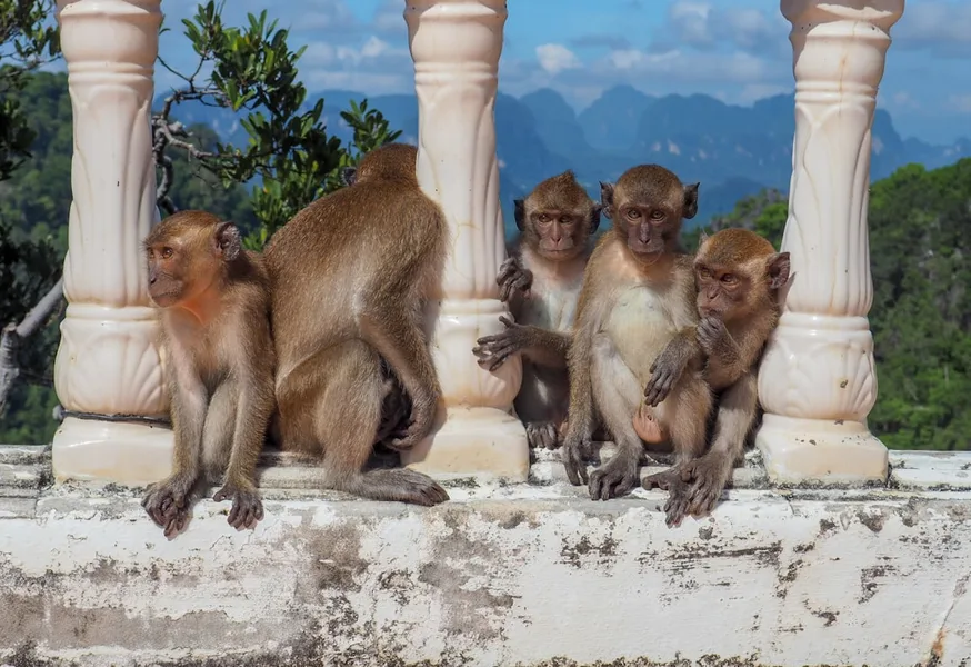 Khao Chong Krachok temple monkeys Prachuap Khiri Khan Thailand