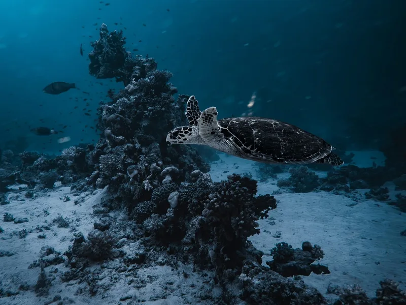 El Quseir coral reef snorkeling beach Egypt Hurghada Egypt