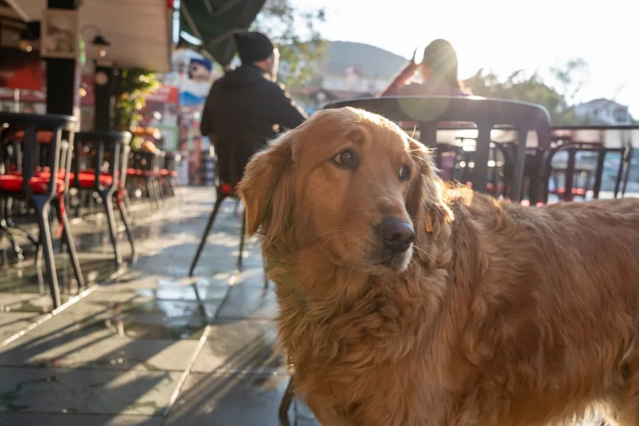 Happy dog in pet-friendly hotel room Antalya Turkey