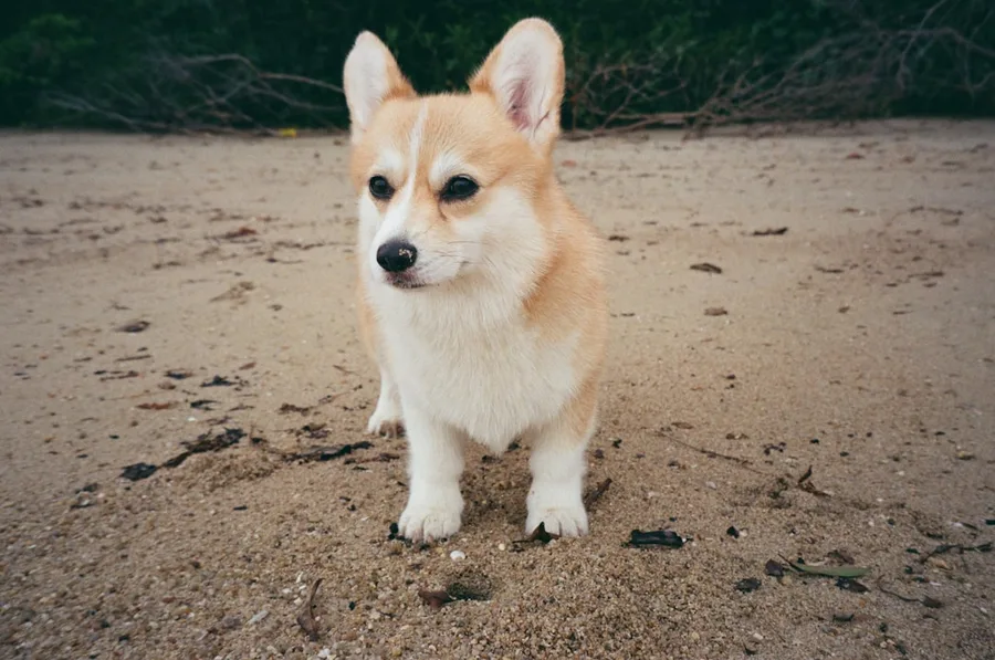 pet passport and import permit documents for dog travel to Thailand Phuket Thailand