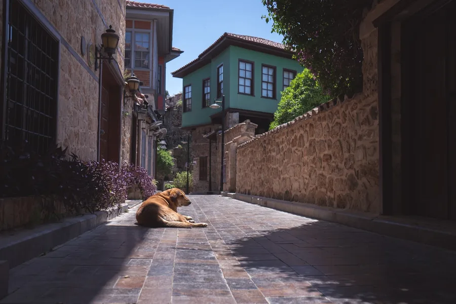 pet sitter taking care of dog near museum Antalya Turkey cost