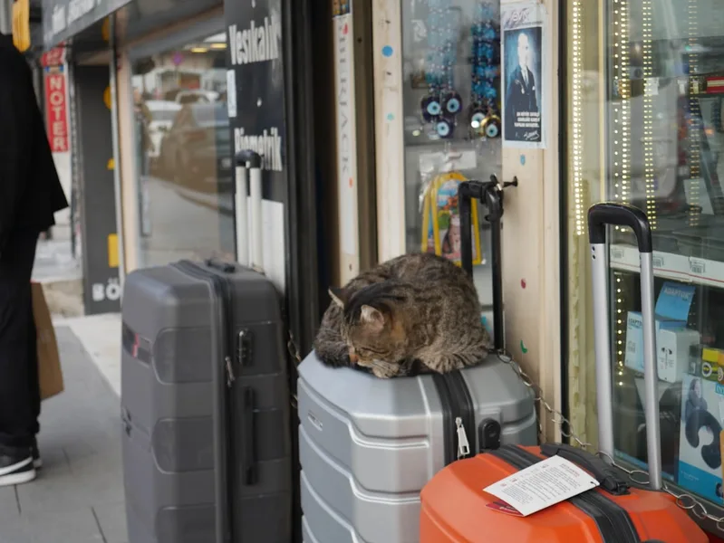 dog in cabin economy class Turkish Airlines stopover Istanbul